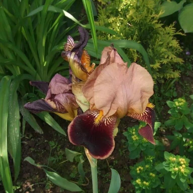 iris